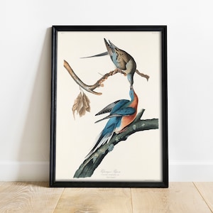 Pigeon Print, Antique Bird Painting, Vintage Drawing Poster Wall Art Decor, Passenger Pigeon, whimsical bird art, bird illustration | COO346