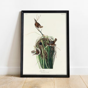 Marsh Wren Print: Vintage Audubon Bird Art Poster