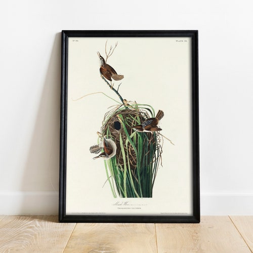 Marsh Wren Print: Vintage Audubon Bird Art Poster