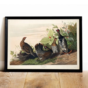Grouse Print, Antique Bird Painting, Vintage Drawing Poster Wall Art Decor, Spotted Grouse, bird vintage, bird vintage prints | COO484
