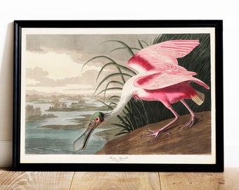 Spoonbill Print, Antique Bird Painting, Vintage Drawing Poster Wall Art, Roseate Spoonbill, bird wall art print, bird wall art set | COO488