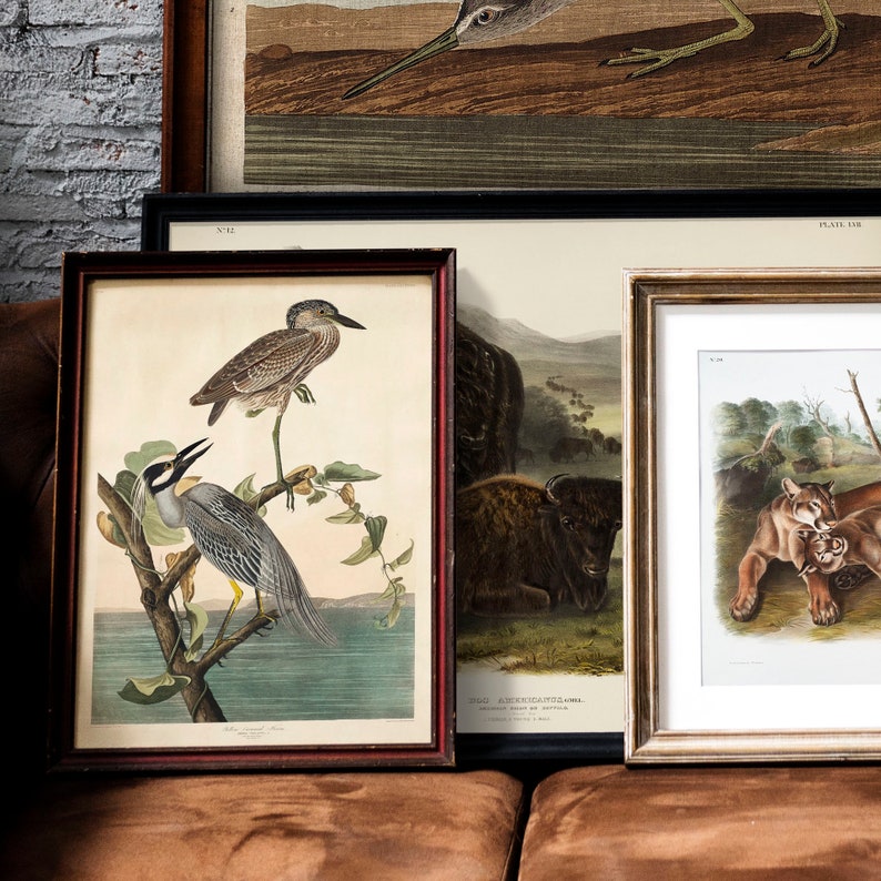Antique Bird Painting Yellow-Crowned Heron bird vintage prints COO337 bird wall decal Heron Print Vintage Drawing Poster Wall Art