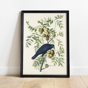Audubon Crow Print: Vintage Bird Drawing, American Crow Wall Art