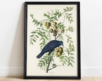 Crow Print, Antique Bird Painting, Vintage Drawing Poster Wall Art Decor, American Crow, bird art print large, bird decor nursery | COO313