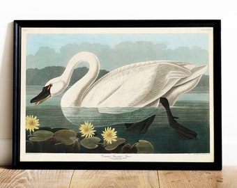 Audubon Swan Print: Vintage Bird of America Wall Art