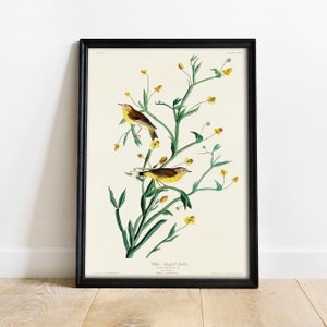 Yellow Warbler Print, Antique Bird Painting, Vintage Drawing Poster Wall Art Decor, Redpoll Warbler, birds paintings, bird art | COO292