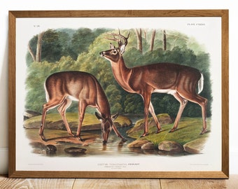 Antique Deer Print: Vintage Audubon Lithograph Wall Art