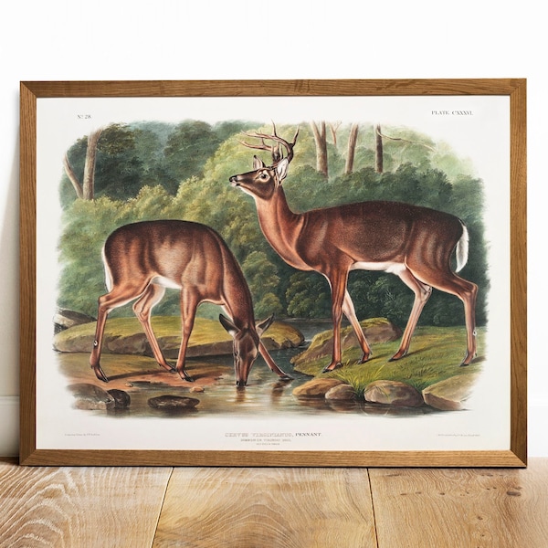 Antique Deer Print: Vintage Audubon Lithograph Wall Art