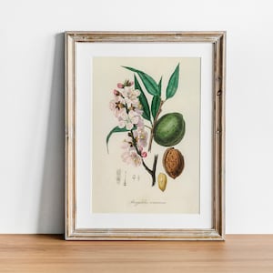 Almond Print, Vintage Botanical Poster Wall Art Decor,  kitchen art,  painting of fruit, vintage fruit print | CO618