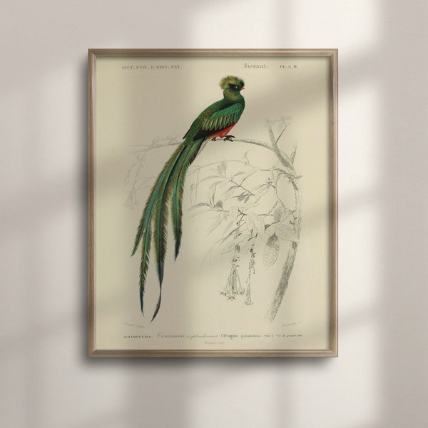 Orbigny's Quetzal Bird Art, Vintage Wall Decor, Exotische Groene Vogel Illustratie, Bird Lovers Gift, Ornithologie Poster, C16-1274