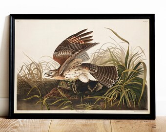 Audubon Winter Hawk Print: Vintage Bird Drawing Wall Art