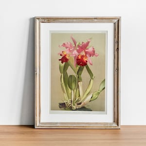 Cattleya Print, Vintage Botanical Poster Wall Art Decor, Orchid,  kitchen art,  flower art, flower wall art | CO621