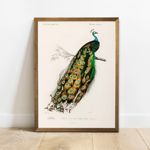 Peafowl Print, Antique Animal Painting, Vintage Drawing Poster Wall Art Decor, Indian Peafowl,  wildlife decor, animal print | COO213