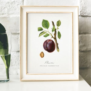 Plum Print, Vintage Kitchen Poster Wall Art Decor, Plums drawing Gift for Mom, her, kitchen , art for kitchen kitchen decor | B23