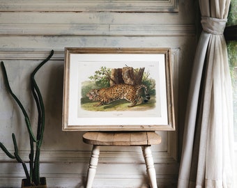 Jaguar Print, Antique Animal Painting, Vintage Drawing