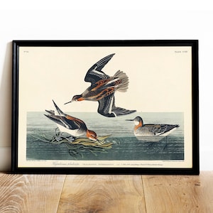 Phalarope  Print, Antique Bird Painting, Vintage Drawing Poster Wall Art Decor, Hyperborean Phala, antique bird, bird poster print | COO502