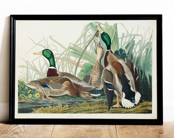 Duck Print, Antique Bird Painting, Vintage Drawing Poster Wall Art Decor, Mallard Duck, ornithology art, ornithology gift | COO492