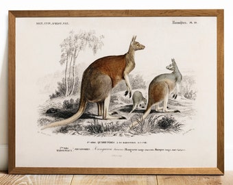 Kangaroo Print: Antique Zoology Wall Art