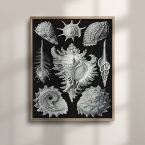 Ernst Haeckel Inspired Vintage French Seashell Art Prints, Nautical Wall Decor, Beach Cottage Accent, Coastal Shell Collage, C16-1286