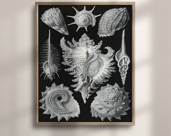 Ernst Haeckel Seashell Art Print: Vintage Nautical Coastal Decor