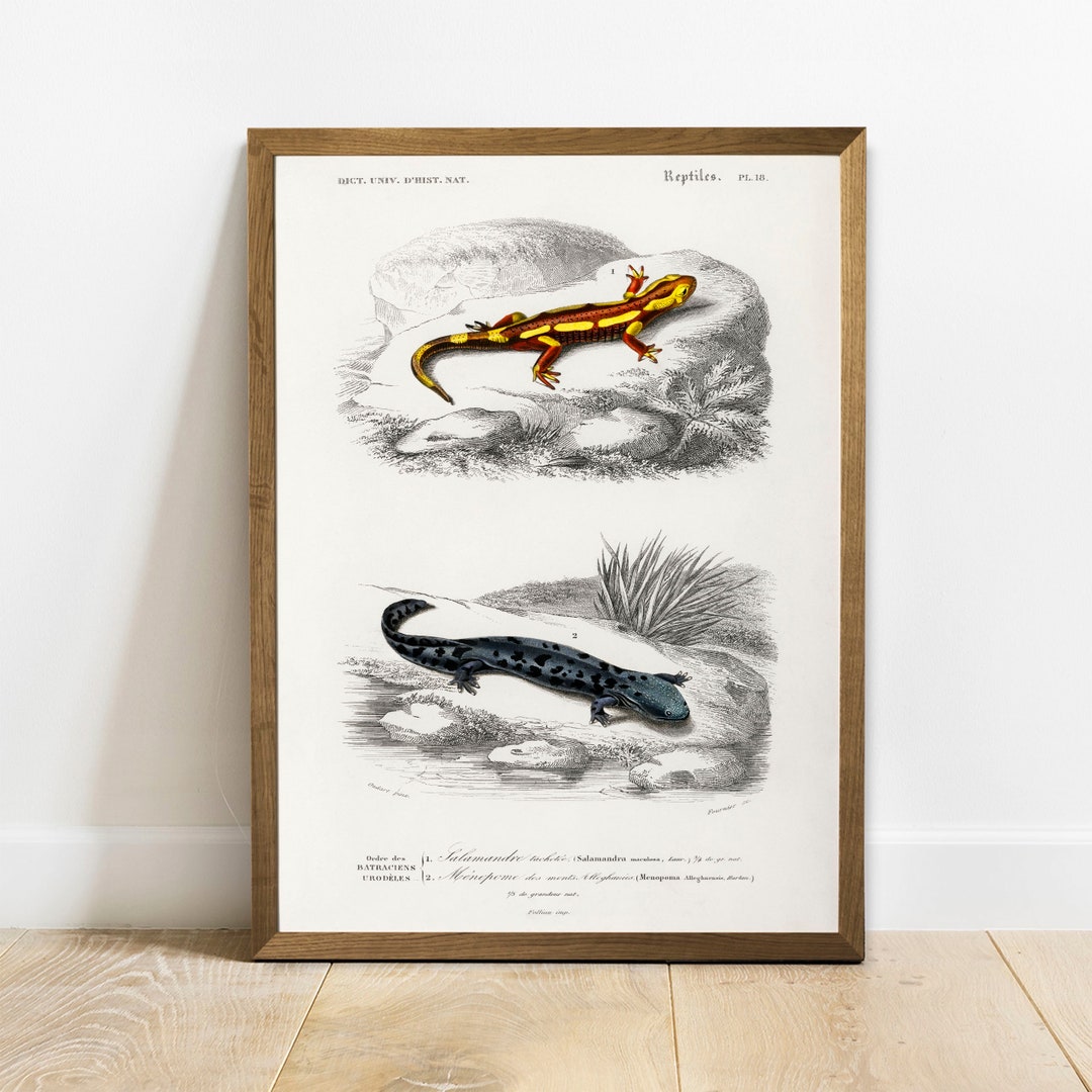 Fire Salamander Print, Antique Animal Painting, Vintage Drawing Poster ...