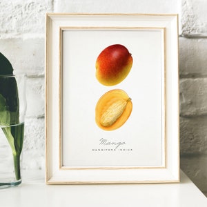 Mango Print, Vintage Kitchen Poster Wall Art Decor, Mangos drawing Gift for Mom, her, kitchen , retro kitchen print old fruit print | B15