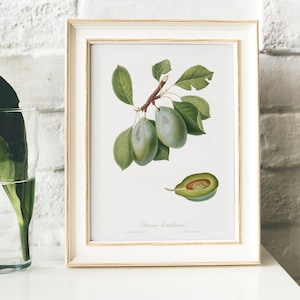 Plum Antique Print Illustration, Vintage Kitchen Poster,  drawing Gift for Mom kitchen , Fruit print for ktichen | B46