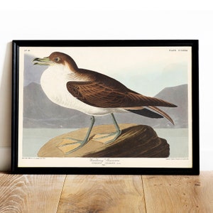 Shearwater Print, Antique Bird Painting, Vintage Drawing Poster, Wandering Shearwater, vintage bird picture, vintage bird poster | COO541