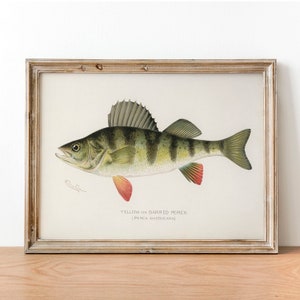 Yellow Fish Print, Vintage Fishing Poster Wall Art Decor, Barred Perch Gift For Dad, Man Fishing gift ideas Fishing gift for dad | COO4
