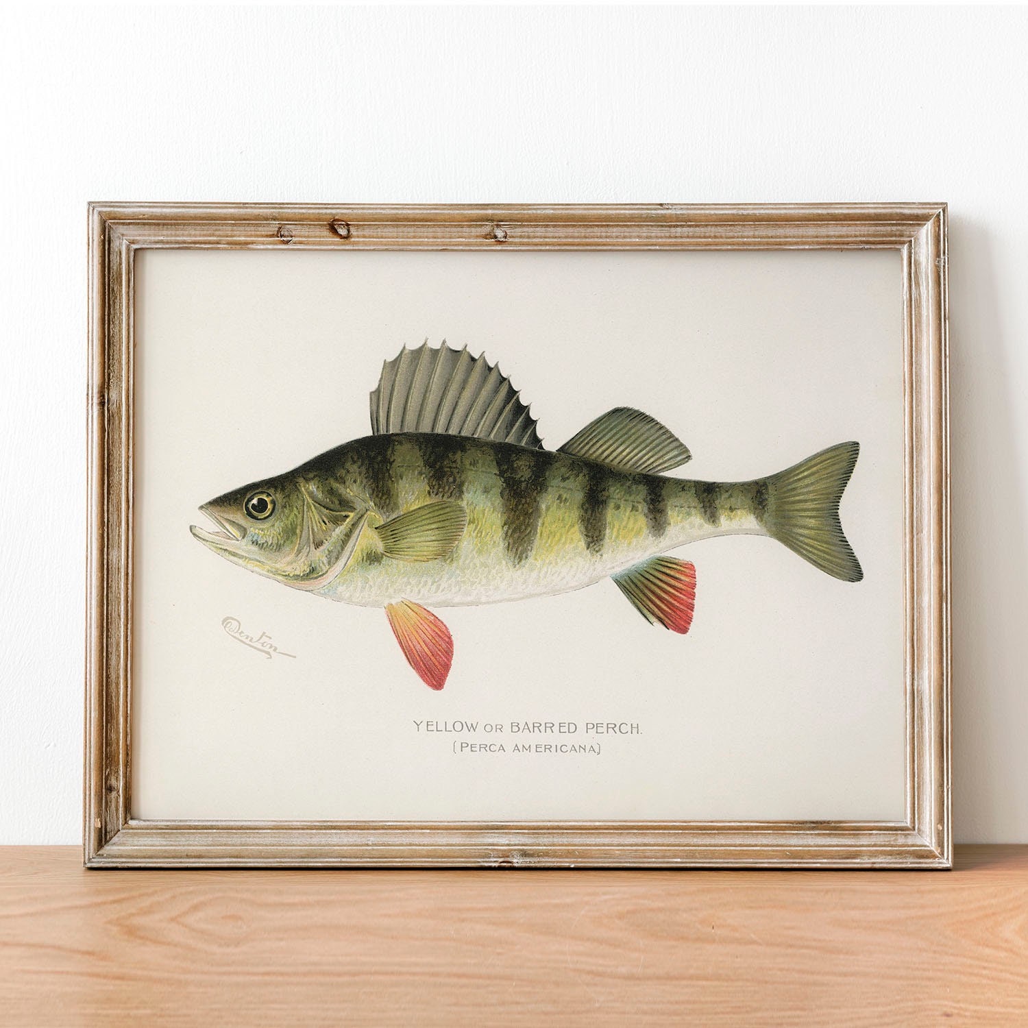 Vintage Yellow Perch Print: Illustrated Fishing Poster Wall Art - Etsy