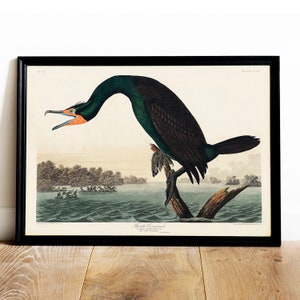 Cormorant Print, Antique Bird Painting, Vintage Drawing Poster Wall Art Decor, Florida Cormorant, print bird, gift for bird lover | COO499