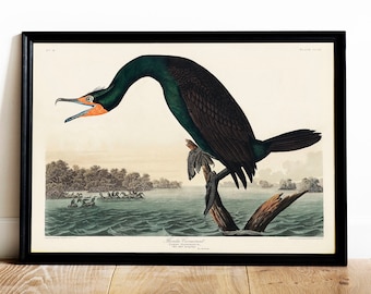 Audubon Cormorant Print: Vintage Bird Drawing Poster