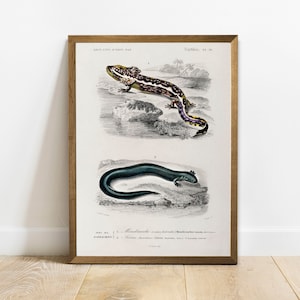 Salamander Antique Print: Vintage Zoology Wall Art
