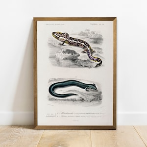 Salamander Print, Antique Animal Painting, Vintage Drawing Poster Wall Art, Greater Siren,  vintage zoology art, animals wall art | COO199