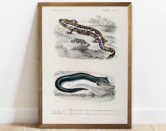 Salamander Print, Antique Animal Painting, Vintage Drawing Poster Wall Art, Greater Siren,  vintage zoology art, animals wall art | COO199
