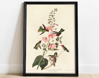 May include: A vintage illustration of a hummingbird with green and red feathers, perched on a pink flower. The illustration is titled "Columbian Humming Bird" and is from the "Trochilidae" family.