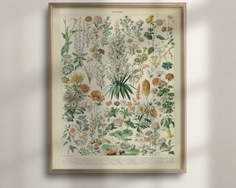 Adolphe Millot Botanical Art, Vintage Flower Wall Art, Flowery Kitchen Decor, Housewarming Poster, Larousse Print, Vintage Prints, C16-1198