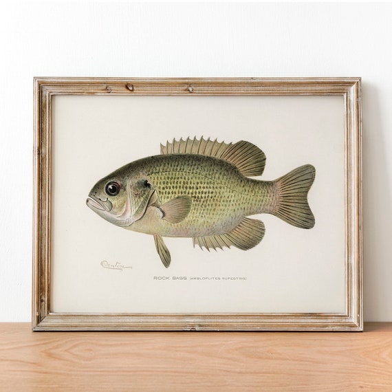 Rock Bass Fish Print, Vintage Fishing Poster Wall Art Decor, Rock