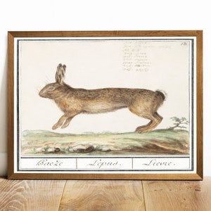 May include: A vintage illustration of a brown hare, or rabbit, running across a grassy field. The illustration is in a frame with the words "Bache, Lepus, Lievre" written below the image. The text above the image includes the scientific name for the hare, "Lepus timidus", and the common names for the hare in several languages.