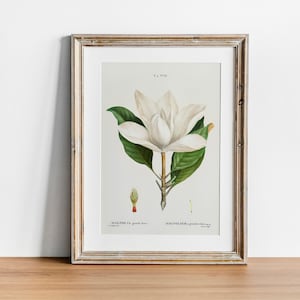 Magnolia Print, Vintage Botanical Poster Wall Art Decor, Antique,  kitchen art,  flower art, flower wall art | CO651