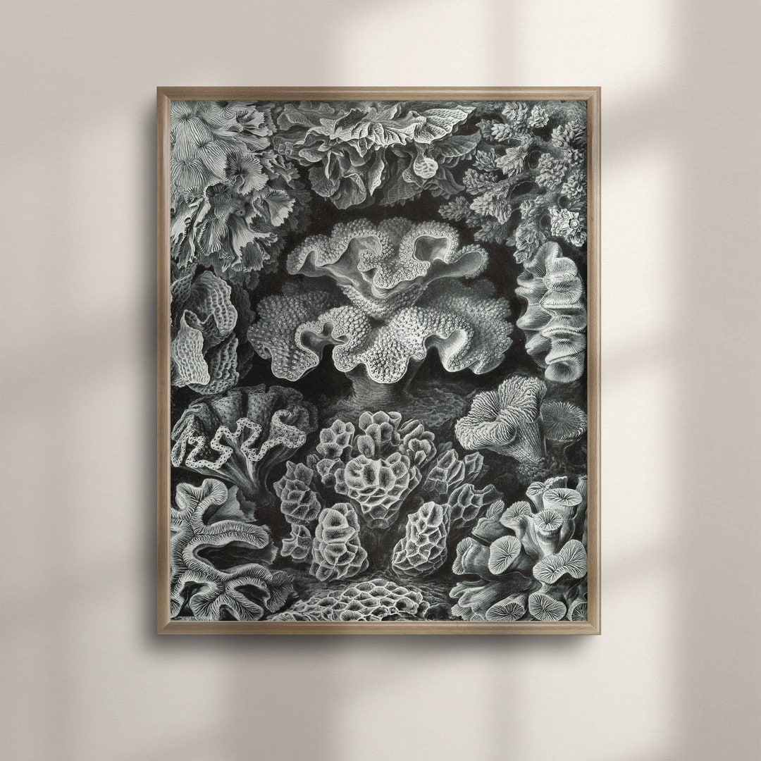 Ernst Haeckel Inspired Hexacoralla Sea Coral Art, Black and White