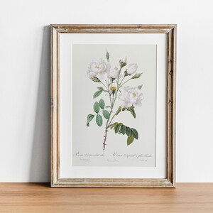 Decoración de flores Impresión de rosa blanca, Pintura botánica antigua, Arte de pared de póster de dibujo vintage, Regalo de cocina, póster para cocina / CO662