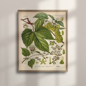 Hops Botanical Art Poster, Professionally Printed, Vintage Illustration, Beer Art, Medicinal Plants, C16-1445