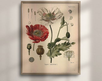 Victorian Red Poppy Print: Antique Botanical Garden Wall Art