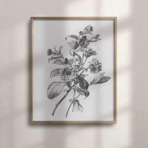 Antique Botanical Flower Sketch, Vintage Farmhouse Wall Art, French Country Decor, Floral Nature Print, C16-746