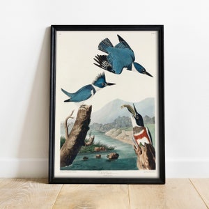 Kingfisher Print, Antique Bird Painting, Vintage Drawing Poster Wall Art Decor, Belted Kingfisher, bird illustrations, bird posters | COO361
