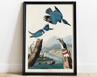 Kingfisher Print: Vintage Audubon Bird Illustration Poster