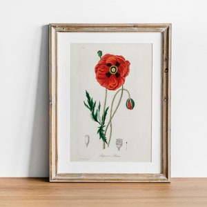 Poppy Print, Vintage Botanical Poster Wall Art Decor, Poppy flower,  kitchen art,  botanical nursery, botanical flower | CO619