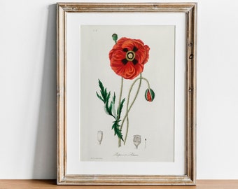 Poppy Print, Vintage Botanical Poster Wall Art Decor, Poppy flower,  kitchen art,  botanical nursery, botanical flower | CO619