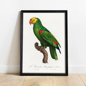 Parrot Print, Antique Space Painting, Vintage Drawing Poster Wall Art, vintage animal, parrot photo, Tropical Parrot Art | COO756